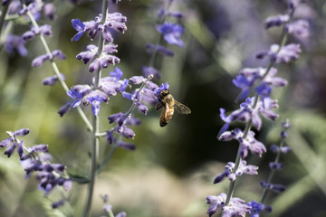 Lavender Bee