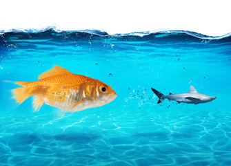 Big goldfish attacks a scared shark in the ocean. concept of bravery