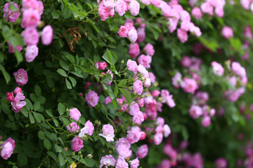 A blooming rose, in the garden
