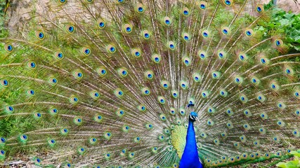 Peacock Full Plumage