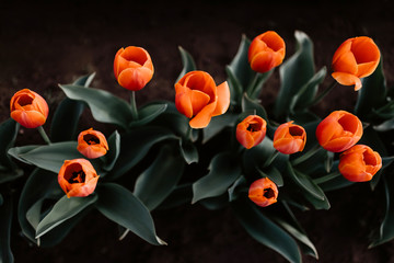 Tulips Above