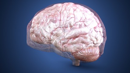 3d illustration of human body brain