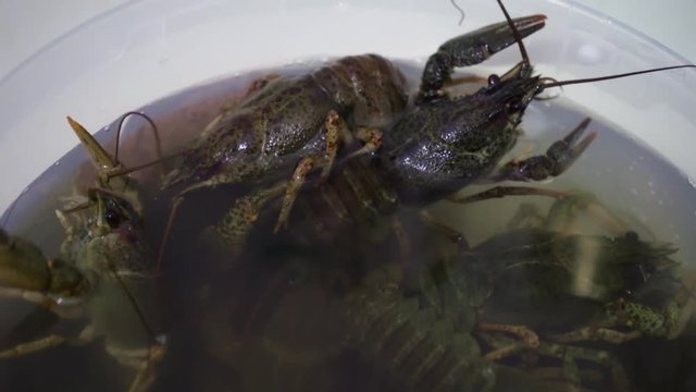 Live crayfish creep in a bucket of water, seafood