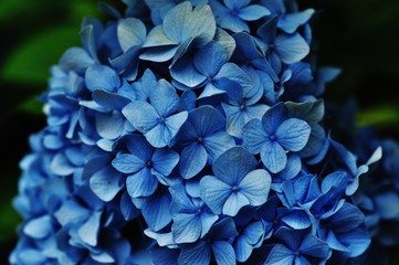Close-up view of blue hydrangea flowers