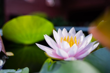 beautiful lotus flower on the water after rain in garden, nature concept.