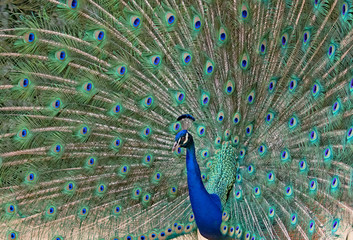 Obraz premium Photograph of a Peacock with his tail feathers open 