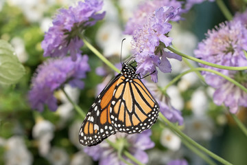 Photograph of a Monarch Butterfly feeding from lavender Pincushion Flower