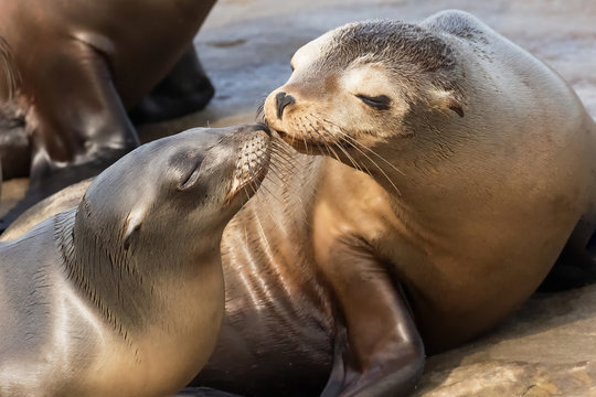 Photograph of two seals who appear to be kissing 