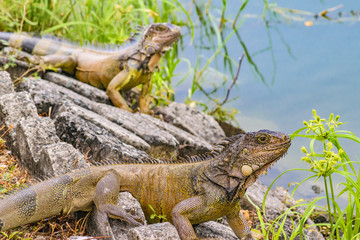 Iguanas at Shore of River