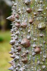 Close up of a dangerous tree trunk, a Ceiba Speciosa tree trunk, Costa Rica
