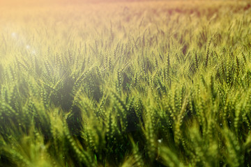 Wheat field under Shining sunset