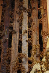 Honey bees kept in a bee box hive on a private farm working making honey on a farm in rural Australia