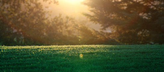 A horizontal presentation of the sun setting through the trees on a grassy meadow.