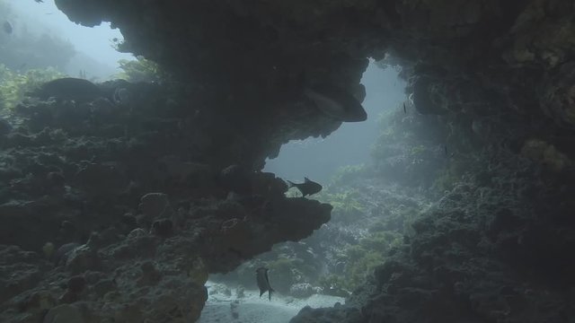 Reef Cave