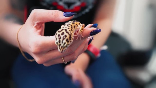 A small gecko in the hand of a girl with a manicure