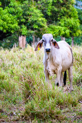 Obraz premium Vertical portrait of a single white cow looking inquisitively in a pasture of tall grass in late evening light, Costa Rica 