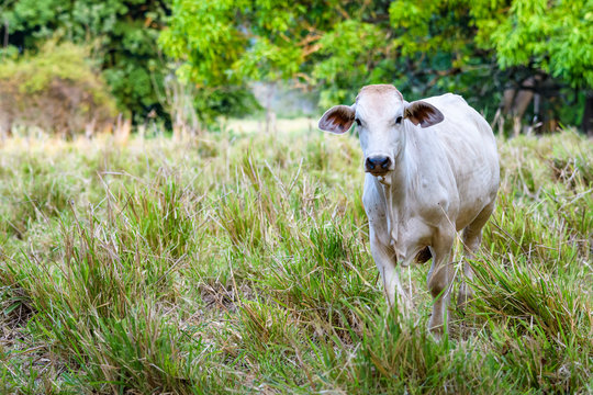 Single white cow looking inquisitively in a pasture of tall grass in late evening light, Costa Rica
