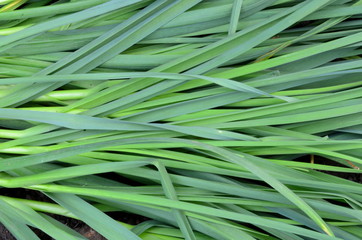 
Background consisting of grass of young green garlic.