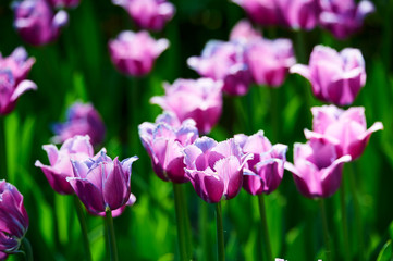 Tulips in full bloom in the botanical garden.