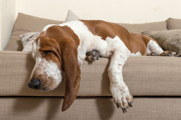 Beautiful Basset Hound dog sleeping comfortably on the sofa in the living room of the house with lots of sleep. Dog muzzle ears and big paws dropped the cushions