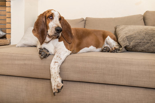 Brown and white basset hound puppy lying on the quiet and relaxed quiet sofa. Large paws and ears dog indoors