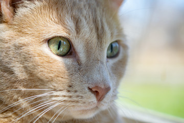 Close Up Buff Tabby Cat in Window