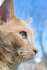 Close Up Buff Tabby Cat Profile in Window
