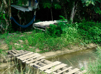 forest landscape spring