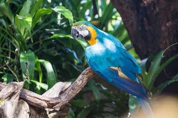 Parrot, lovely bird, animal and pet in the garden