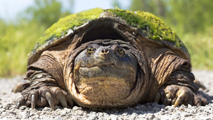 close-up portrait of a snapping turtle making eye contact