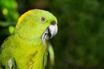 Parrot, lovely bird, animal and pet in the garden