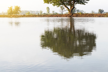 Tree view in water reflection.