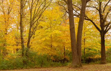yellow trees
