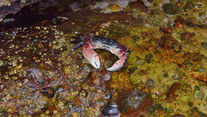 Coast crabs at Pt. Lobos, CA