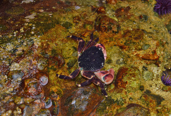 Coast crabs at Pt. Lobos, CA