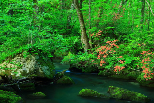 新緑の奥入瀬渓流 © yspbqh14