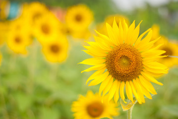 Obraz premium sunflower , field of sunflower it's look beautiful in the morning at bangkea thaoland.