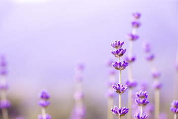 Obraz premium Sunset over a violet lavender field