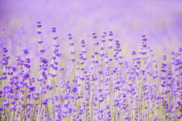 Sunset over a violet lavender field