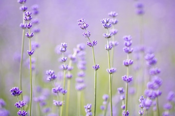 Sunset over a violet lavender field