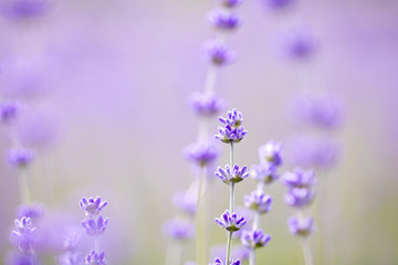 Obraz premium Sunset over a violet lavender field