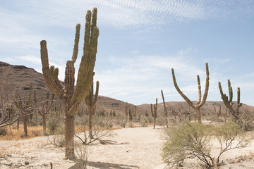 Cactus desert forest saguaro