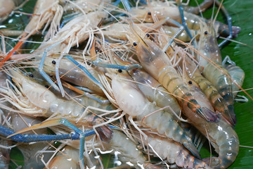 Giant freshwater prawn in seafood market