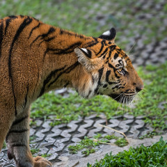 Close up tiger.