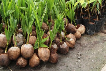 Sprout of coconut tree for planting in garden
