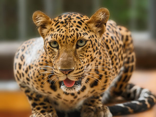Close up Leopard.