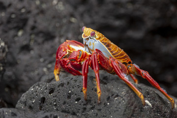 Sally Lightfoot Crab or Red Rock Crab (Grapsus grapsus) in Galap