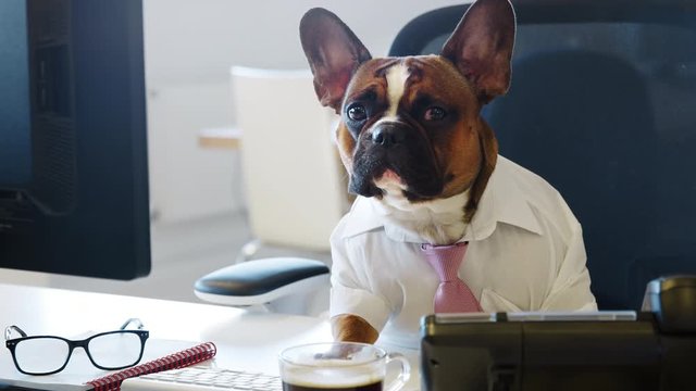 French bulldog working in an office, looking to camera