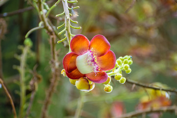 Cannonball Tree Flower