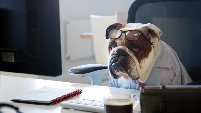 Bulldog wearing tie looking at computer screen in office